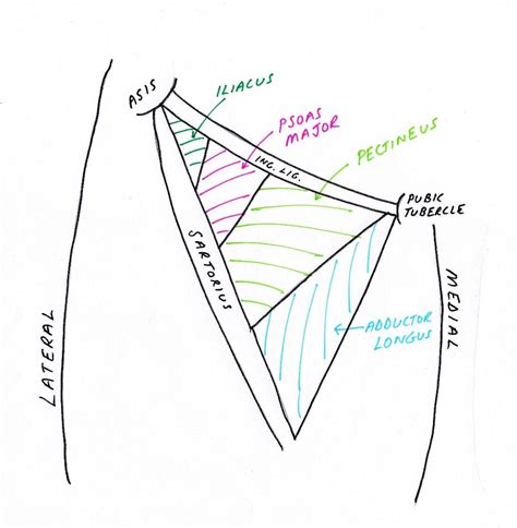 Lower Limb Anatomy: The Femoral Triangle - Pondering EM