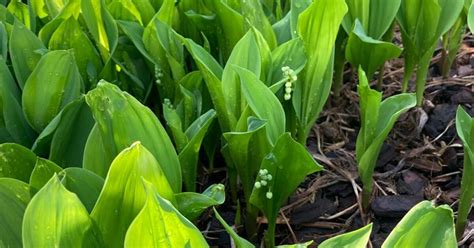 Lily of the valley ground cover for $5 in Allentown, PA | Finds — Nextdoor