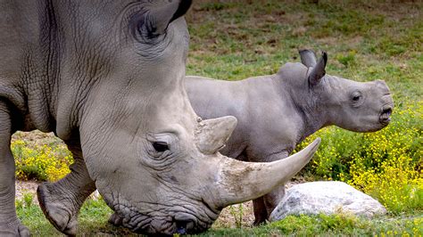 Mammals | San Diego Zoo Animals & Plants