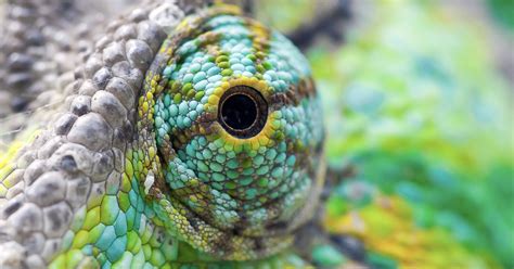 Chameleon Vision — A Unique Marvel of Design | Evolution News