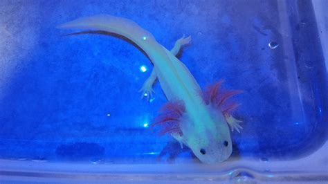 The GFP Axolotl: A Salamander That Can Be Found In Black Light – MudFooted