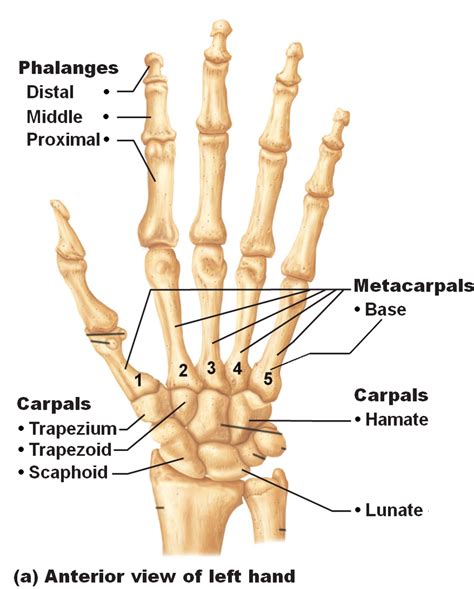 Hand Skeletal Anatomy