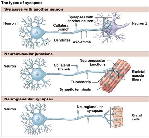 Types of Synapse - Kypho