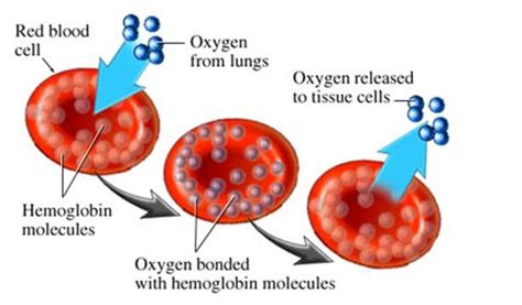 Possible Causes of High or Low Red Blood Cell Count - SelfDecode Labs