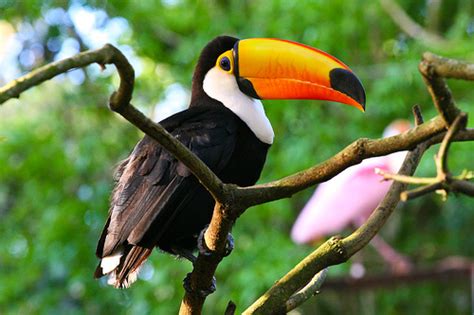 Toco Toucan Facts, Habitat, Diet, Life Cycle, Baby, Pictures