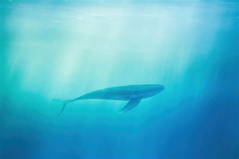 Blue whale underwater outdoors swimming. | Free Photo - rawpixel