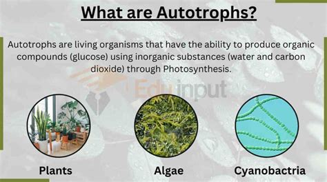 Autotrophs-Origin, Type, and Examples