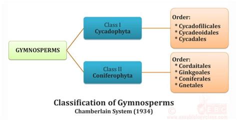 Gymnosperms Classification And Main Orders Botany