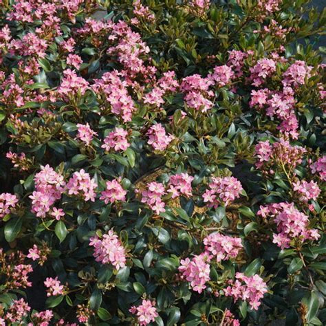 Indian Hawthorn Hedge