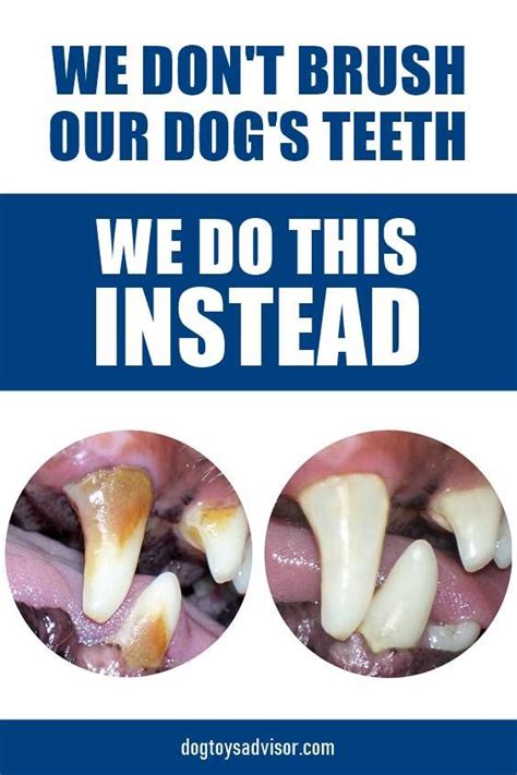 Home Remedies To Clean Dogs Teeth - Property & Real Estate for Rent