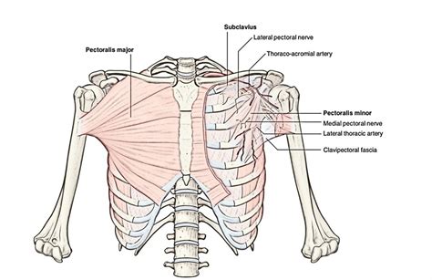 Pectoral Region Muscles Anatomy – Earth's Lab