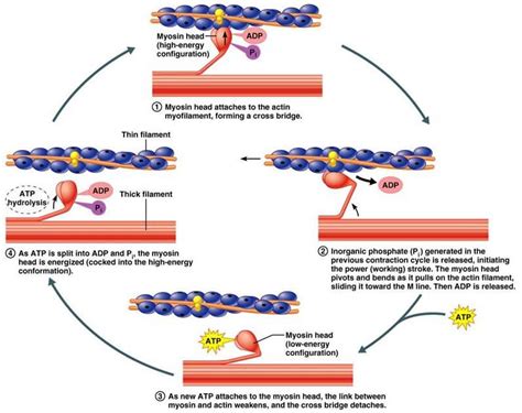 actin and myosin filaments | thin actin filaments on thick myosin ...