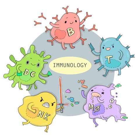 Immune System: Parts, Function, and Diseases – StudiousGuy