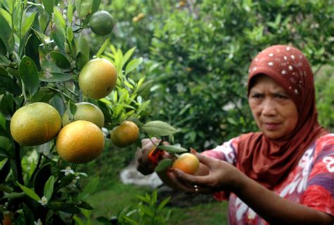 Kebun Direndam Banjir, Petani Jeruk Merugi - infoSumbar