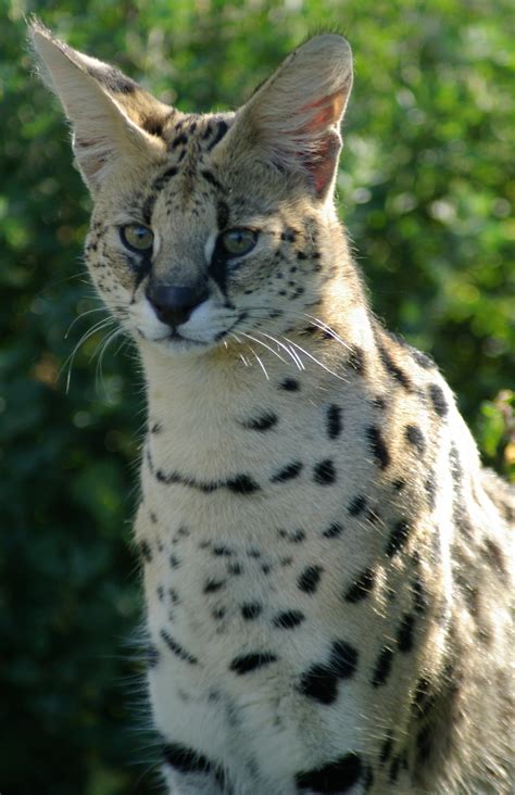 Cats - Serval