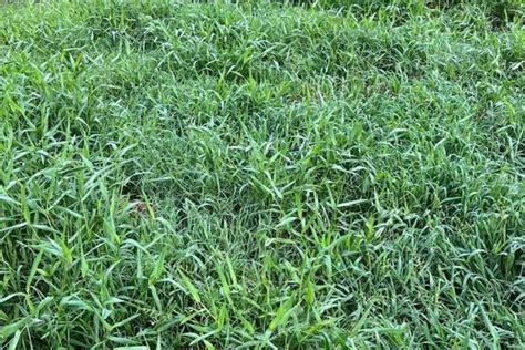 Types of invasive grasses and how to get rid of them | Grass