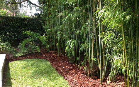 10 Bamboo Landscaping Ideas - Garden Lovers Club