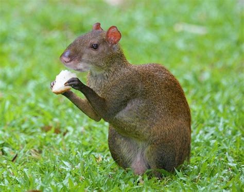 Agouti - Learn About Nature