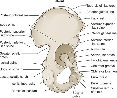 Pelvic Anatomy : Female Anatomy Annotated Mri Radiology Case ...