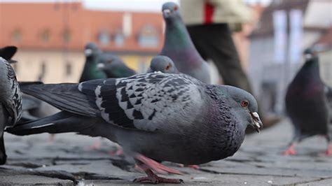 Birds Eating Bread Crumbs, Stock Footage | VideoHive