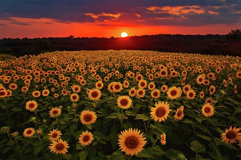 Sunflower Sunset Photograph by Eilish Palmer - Pixels