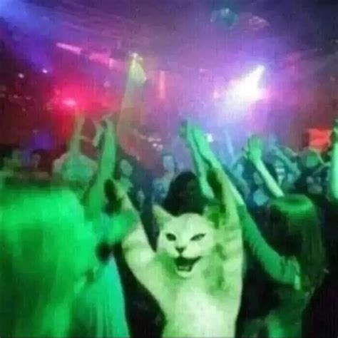 A cat at a rave with green lights shining down on him. Funny Cute Cats ...