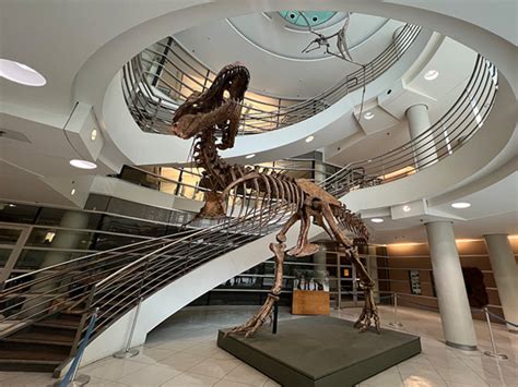 Photos: Meet the dinosaurs inside the UC Museum of Paleontology