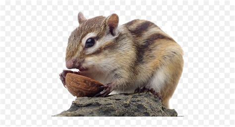 Chipmunk - Chipmunk Png Emoji,Chipmunk Emoji - free transparent emoji ...