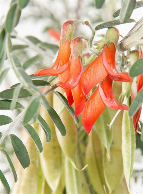 Cancer Bush (Sutherlandia frutescens) - Life is a Garden