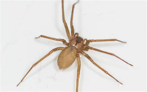 Brown Recluse Spider Look Alike