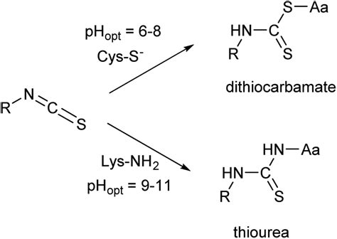 Reactivity of the isothiocyanate group with cysteine and lysine ...