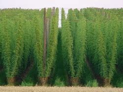 Selecting the Right Trellis Design to Grow Great Hops - GREAT LAKES HOPS