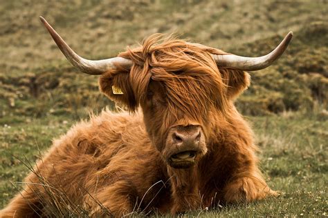 Highland Cow Color Photograph by Justin Albrecht - Fine Art America