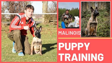 How to Train ANY DOG the Basics. Malinois puppy training with Viorel ...