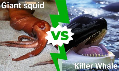 Epic Battle: Can a Giant Squid Take Down a Killer Whale in a Fight? - A ...