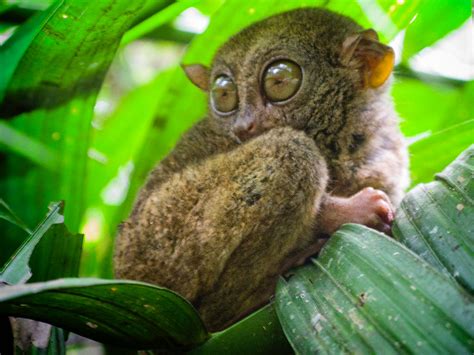 Philippine Tarsier - Bohol Beach Resorts and Hotels Guide | Tours Rates ...