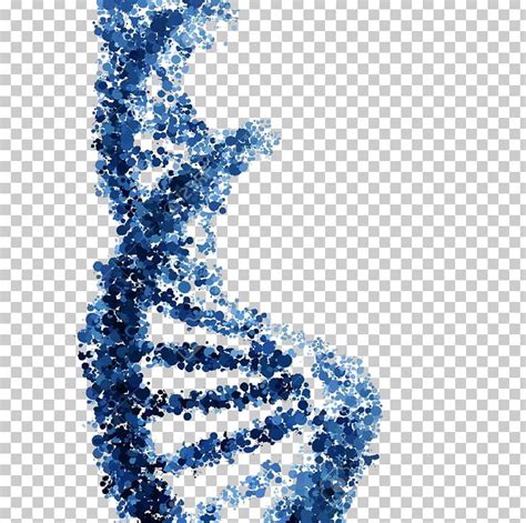 Nucleic Acid Double Helix DNA PNG, Clipart, Adn, Adna, Art, Blue, Body ...