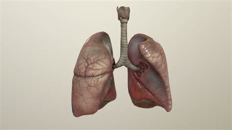 Human Lungs Animated 3D asset | CGTrader