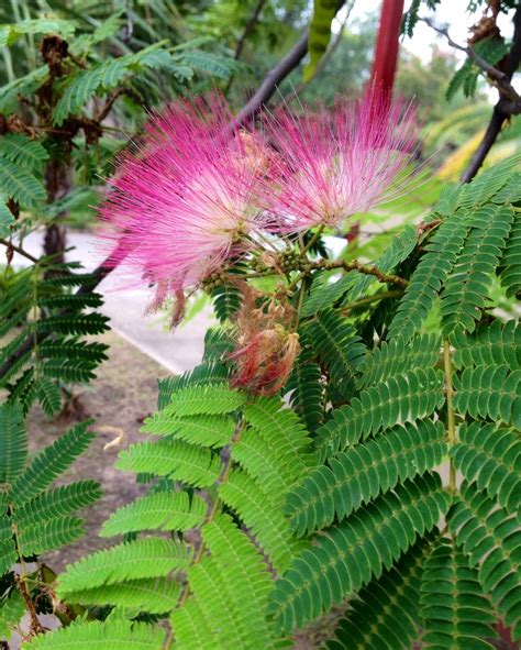 Mimosa tree in bloom | Mimosa tree, Bloom, Tree