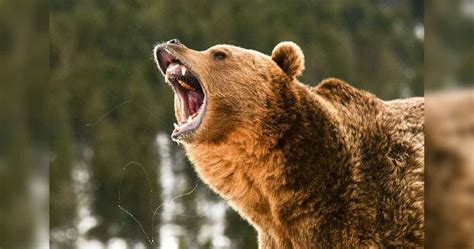 First 2021 Bear Sighting in Yellowstone National Park Reported ...