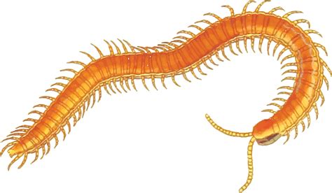 Free Clipart Of A centipede