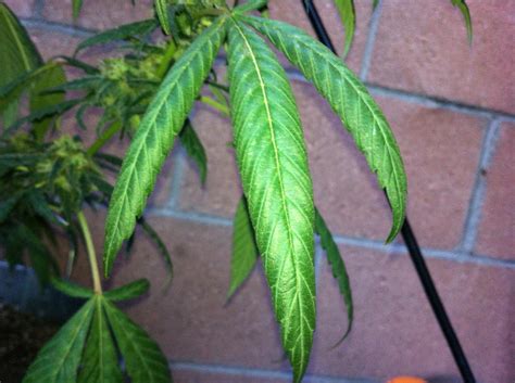 Marijuana Leaves Curling - How to Fix Them