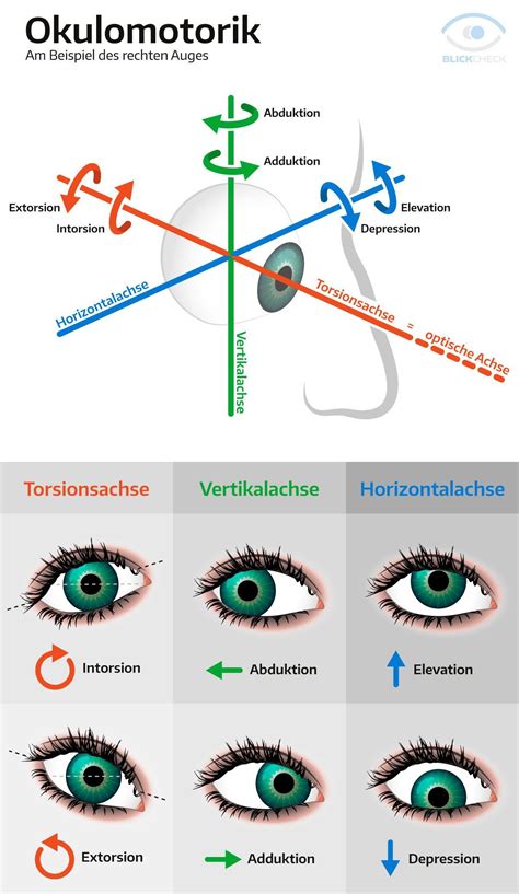 Lusso Tavole Optometriche Per Pc | Eye facts, Eye health, Human anatomy ...