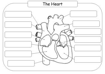 Blank Heart Diagram