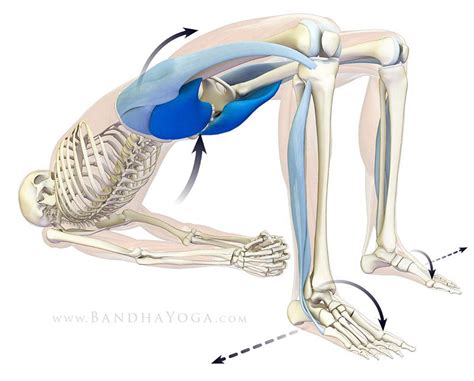 Active Setu Bandha - This image is from the Anatomy for Backbends and ...