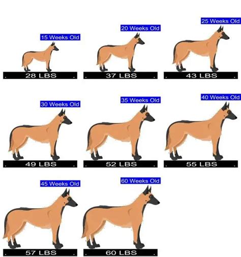 Belgian Malinois Growth Chart. Belgian Malinois Weight Calculator.