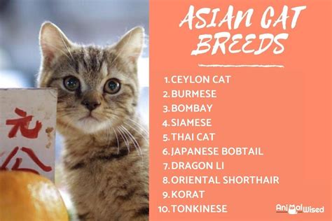 10 Asian Cat Breeds - Popular Cats from Asia with Photos