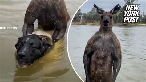 5 horrific Victorian rogue kangaroo attacks on humans and dogs | Herald Sun