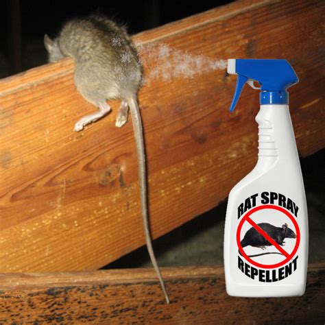 Rat Repellent - What deterrent works?