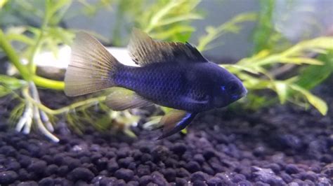 Blue Ram Cichlid: Complete Guide to Care, Breeding, Tank Size and ...